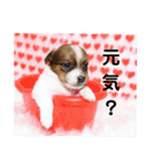 ジャックラッセルテリアの日常挨拶（個別スタンプ：9）