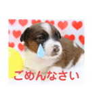 ジャックラッセルテリアの日常挨拶（個別スタンプ：10）