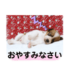 ジャックラッセルテリアの日常挨拶（個別スタンプ：15）