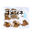ジャックラッセルテリアの日常挨拶（個別スタンプ：18）