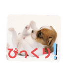 ジャックラッセルテリアの日常挨拶（個別スタンプ：19）