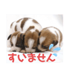 ジャックラッセルテリアの日常挨拶（個別スタンプ：20）