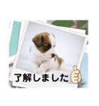 ジャックラッセルテリアの日常挨拶（個別スタンプ：21）