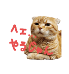 ゆけ！らんまるくん（個別スタンプ：1）