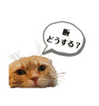 ゆけ！らんまるくん（個別スタンプ：10）