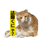 茶太郎スタンプ②（個別スタンプ：8）