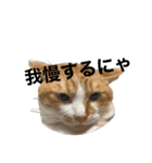茶太郎スタンプ②（個別スタンプ：14）