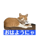 茶太郎スタンプ②（個別スタンプ：15）