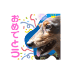 タロakaぐっち（個別スタンプ：12）