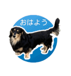 ダックスの挨拶スタンプ（個別スタンプ：1）