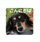 ダックスの挨拶スタンプ（個別スタンプ：2）