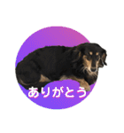ダックスの挨拶スタンプ（個別スタンプ：9）