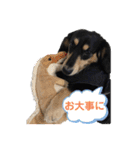 ダックスの挨拶スタンプ（個別スタンプ：28）