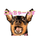 名犬サクちゃん8（個別スタンプ：1）