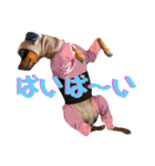 名犬サクちゃん8（個別スタンプ：2）