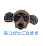 名犬サクちゃん8（個別スタンプ：3）