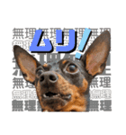 名犬サクちゃん8（個別スタンプ：6）