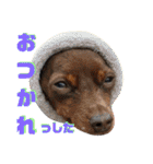 名犬サクちゃん8（個別スタンプ：8）
