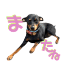 名犬サクちゃん8（個別スタンプ：9）