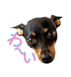 名犬サクちゃん8（個別スタンプ：10）
