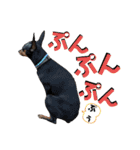 名犬サクちゃん8（個別スタンプ：11）