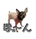 名犬サクちゃん8（個別スタンプ：12）
