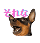 名犬サクちゃん8（個別スタンプ：13）