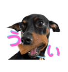 名犬サクちゃん8（個別スタンプ：14）