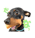 名犬サクちゃん8（個別スタンプ：15）