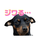 名犬サクちゃん8（個別スタンプ：17）