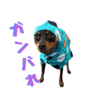 名犬サクちゃん8（個別スタンプ：18）