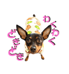 名犬サクちゃん8（個別スタンプ：19）