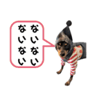 名犬サクちゃん8（個別スタンプ：20）