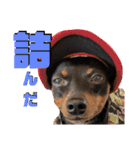 名犬サクちゃん8（個別スタンプ：24）