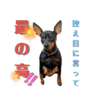 名犬サクちゃん8（個別スタンプ：26）