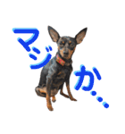 名犬サクちゃん8（個別スタンプ：27）