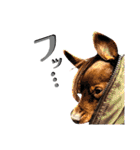 名犬サクちゃん8（個別スタンプ：29）