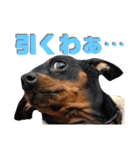 名犬サクちゃん8（個別スタンプ：30）