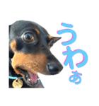 名犬サクちゃん8（個別スタンプ：31）