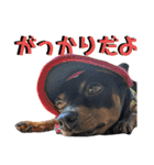 名犬サクちゃん8（個別スタンプ：33）