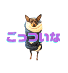 名犬サクちゃん8（個別スタンプ：34）