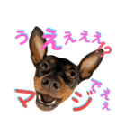 名犬サクちゃん8（個別スタンプ：35）