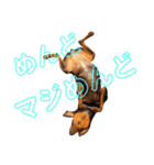 名犬サクちゃん8（個別スタンプ：37）