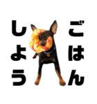 名犬サクちゃん8（個別スタンプ：40）