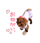 プードル犬マロン4（個別スタンプ：1）