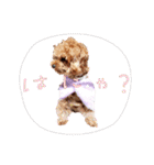 プードル犬マロン4（個別スタンプ：2）