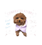 プードル犬マロン4（個別スタンプ：3）