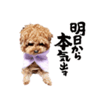 プードル犬マロン4（個別スタンプ：4）
