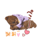 プードル犬マロン4（個別スタンプ：5）