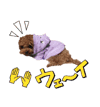 プードル犬マロン4（個別スタンプ：6）